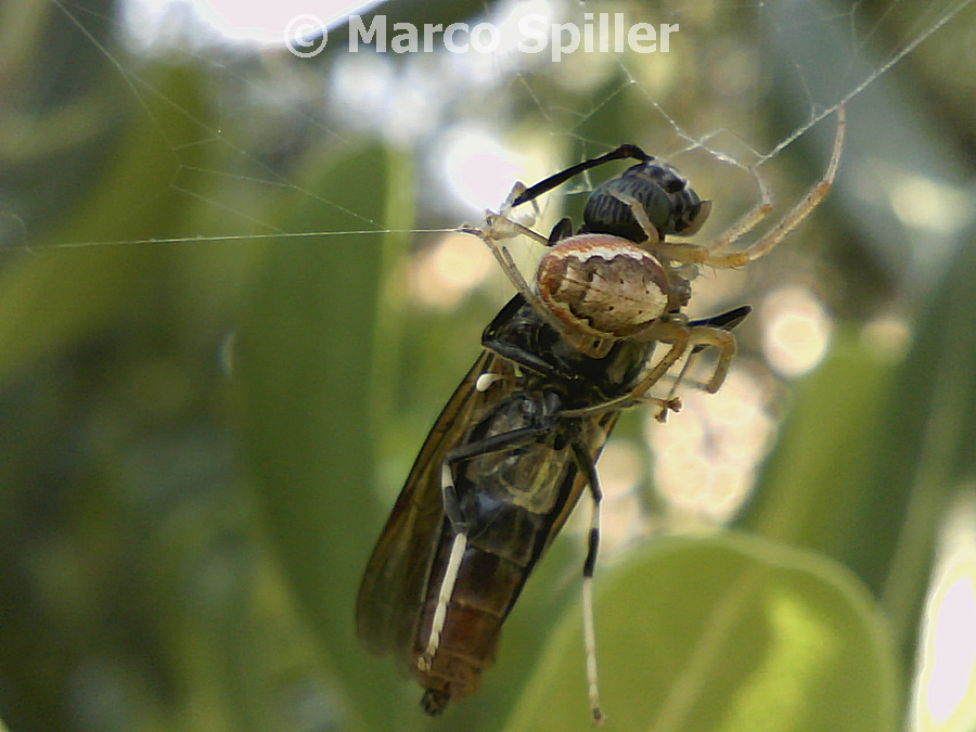 Zygiella sp. preda grosso dittero (Hermetia illucens?) -